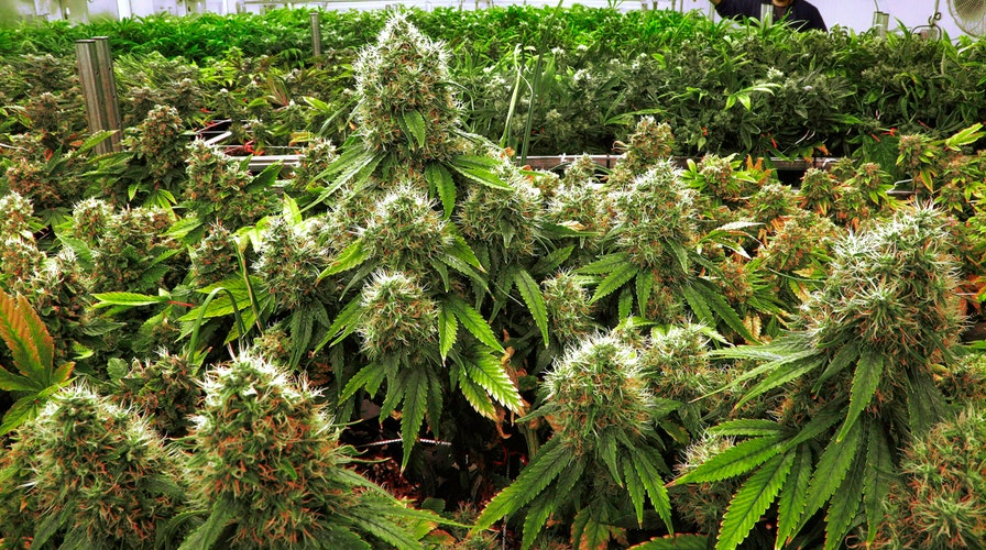 Marijuana legalization a 'high' priority for Bernie backers