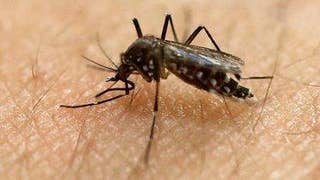 CDC: Florida Zika cases likely spread by local mosquitoes - Fox News