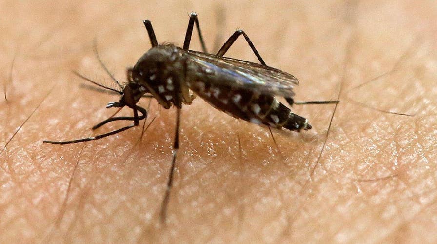 Locally transmitted Zika cases climb in Florida 