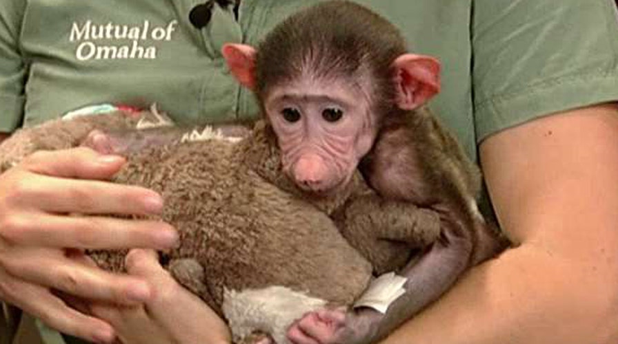 Wild animals join the Curvy Couch