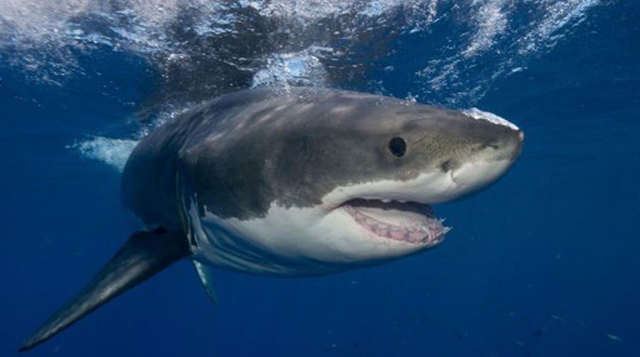 App warns beach goers if sharks are in the water