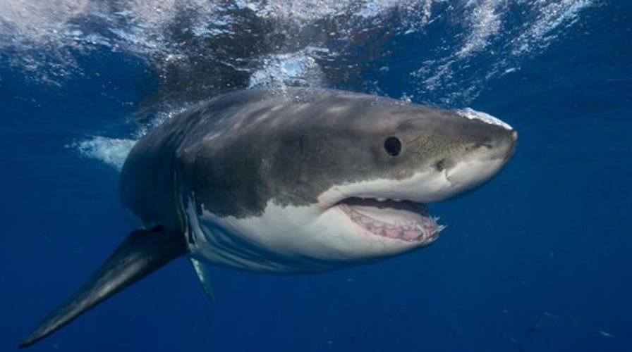 App warns beach goers if sharks are in the water