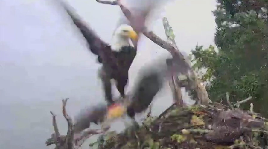 Bald eagle steals osprey chick from nest in quick strike