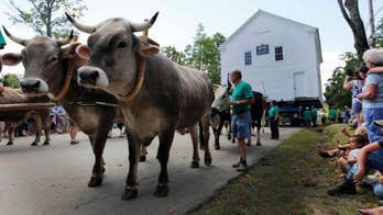 Dozens of oxen help move historic schoolhouse to its original spot