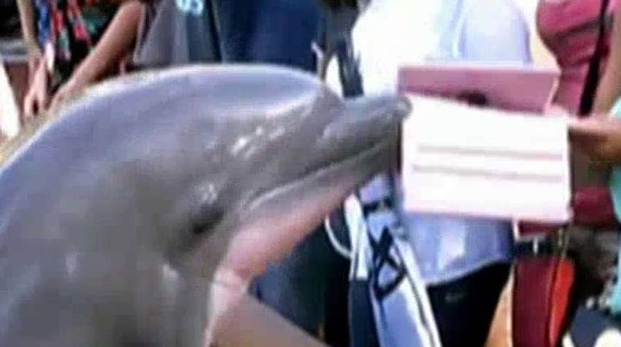 Dolphin snatches tourist's iPad at SeaWorld Orlando