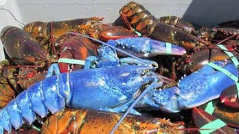 Rare haul: Blue lobster caught in Massachusetts