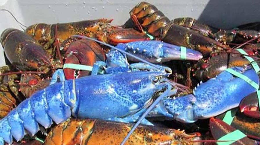 Extremely rare blue lobster caught in Massachusetts