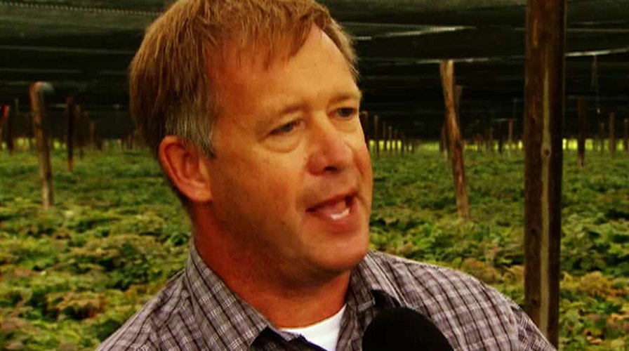 'The Deciders': Ginseng farmer going for 'lesser of 2 evils'