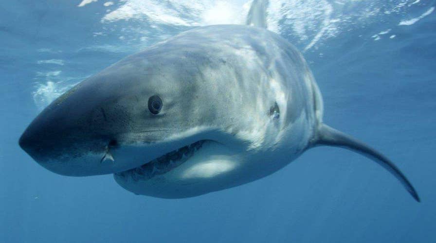 US Navy tried using 'suicide bomber sharks' during Cold War