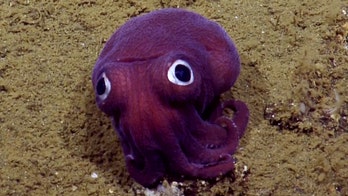 Googly-eyed purple squid sighting delights scientists