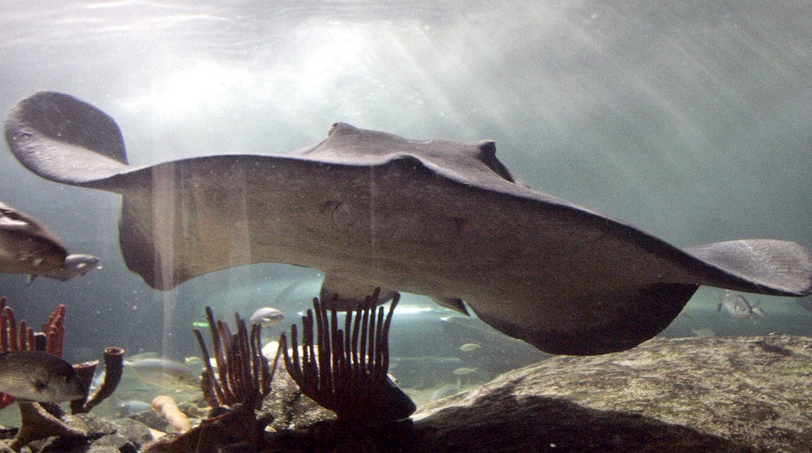 Massive number of sting rays invade the California coastline