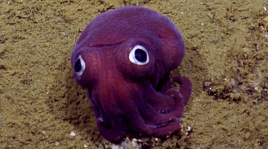 Scientists spot adorable squid with googly eyes