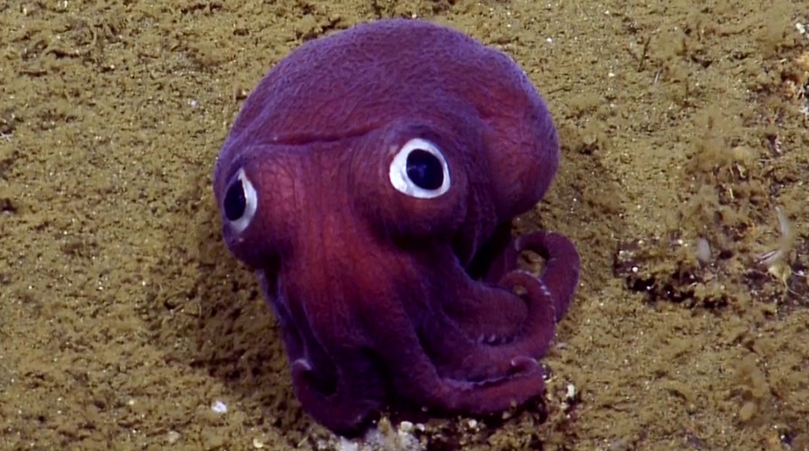 Scientists spot adorable squid with googly eyes