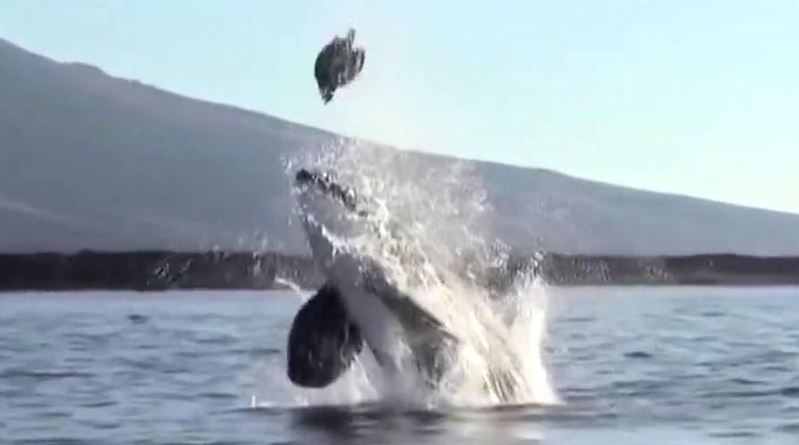 Watch killer whale launch sea turtle sky high