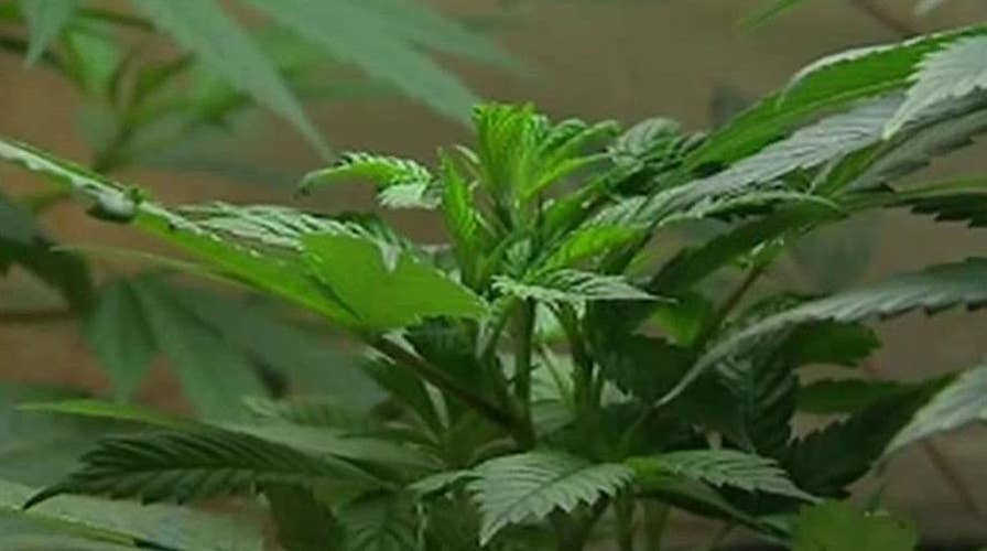 New York may allow medical marijuana in schools