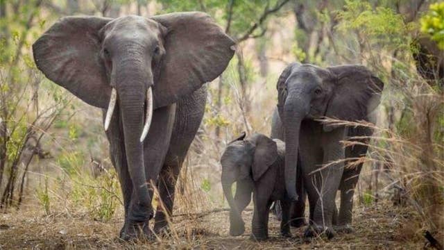 Study: Africa's elephant population in catastrophic decline| Latest