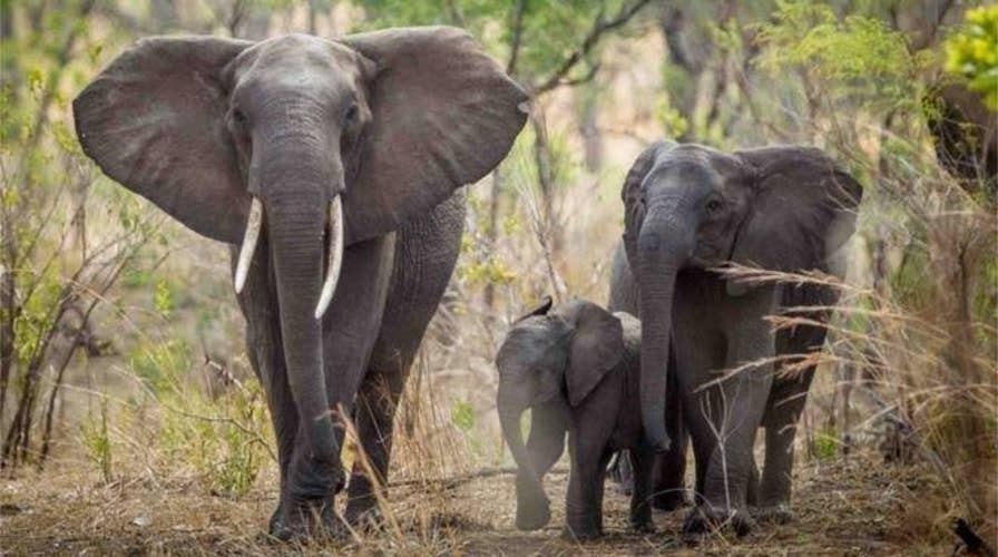 Study: Africa's elephant population in catastrophic decline
