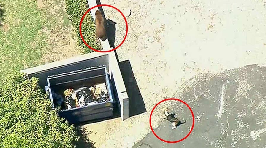 Neighborhood dog chases dumpster-diving bears in Pasadena