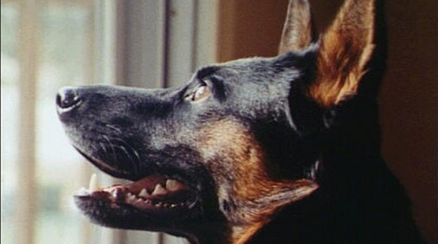 How much can dogs really understand humans?