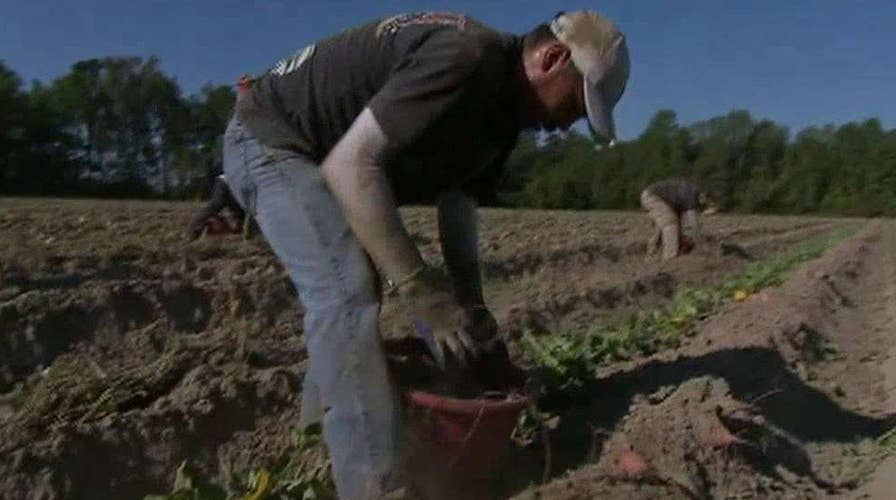 'The Deciders': Trump, a N.C farm and migrant workers