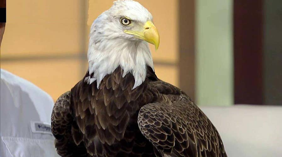 Challenger the eagle honors 9/11 first responders