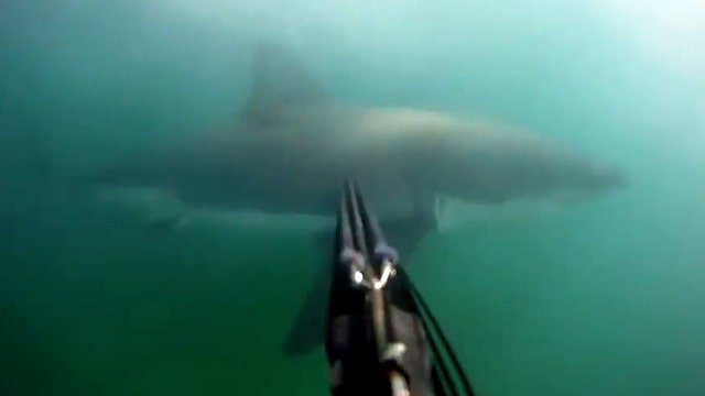 Terrifying encounter: Scuba diver fends off shark attack