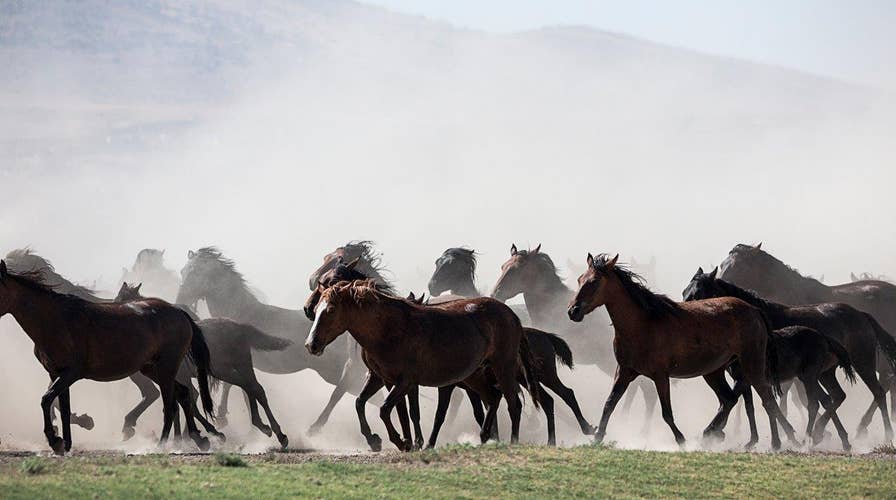 Wild horses cull? Proposal sparks outrage