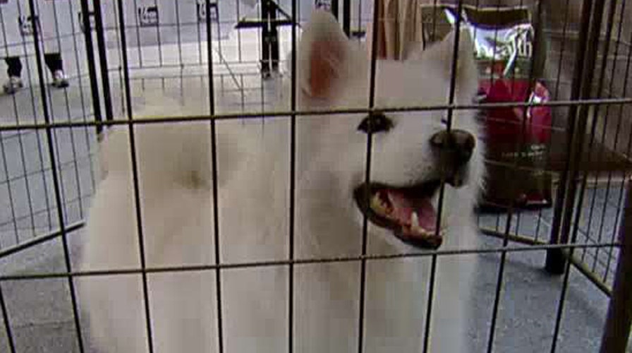 How to pick a dog that matches your lifestyle