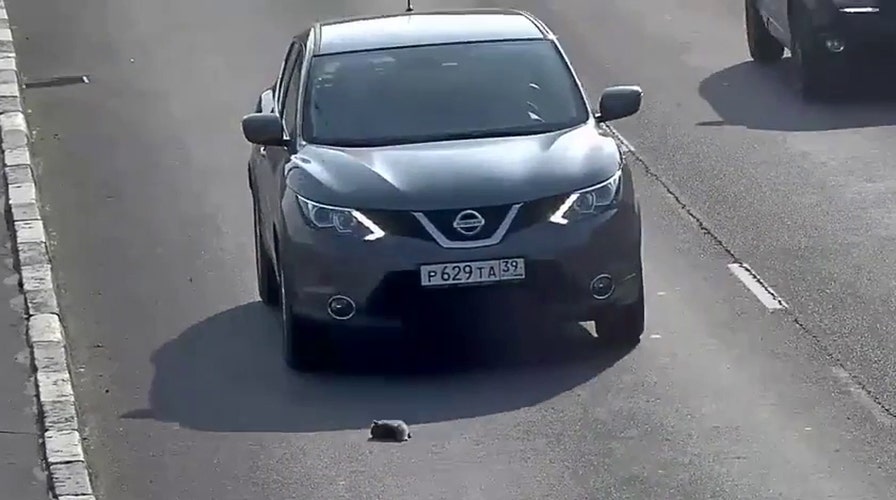 Nine lives left: Hero plucks tiny kitten from busy highway