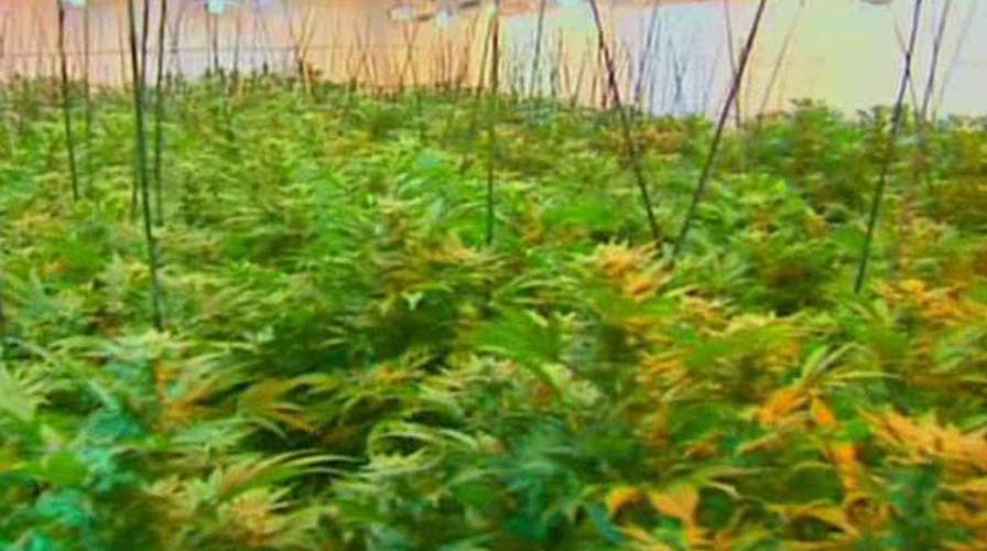 Beer companies fighting legalization of marijuana