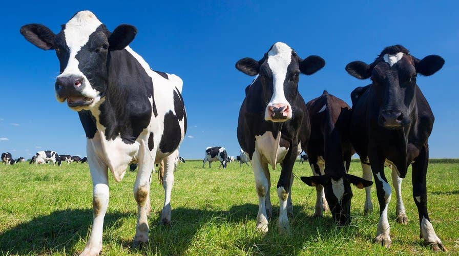 California clamps down on cow farts