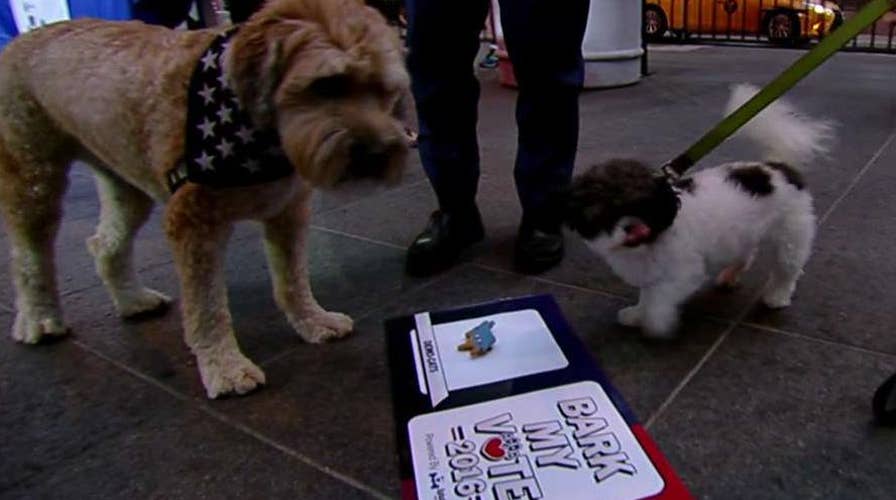 'Bark My Vote' invites pups to pick the next president