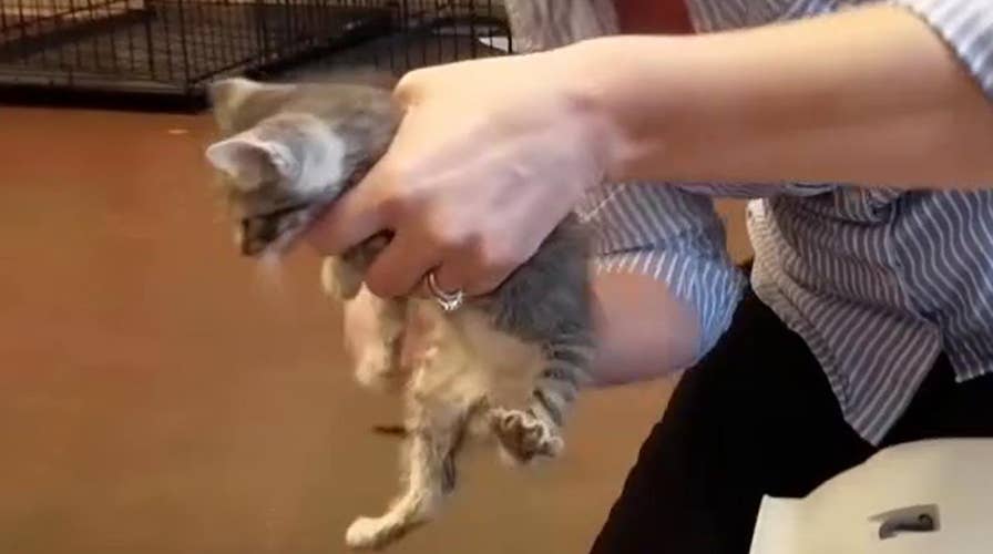 Saving pets from wrath of Hurricane Matthew