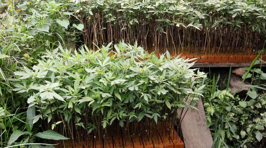 Pot: Medical impacts of political indecision