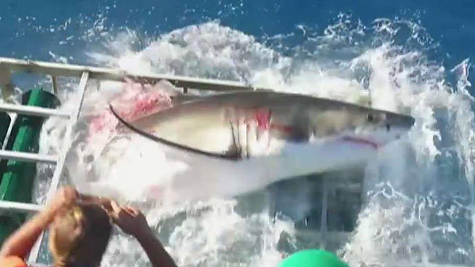 Viral Video Shows Great White Shark Breaking Into Dive Cage Fox News