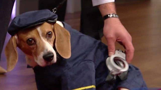 Puppy parade of Halloween costumes | On Air Videos | Fox News