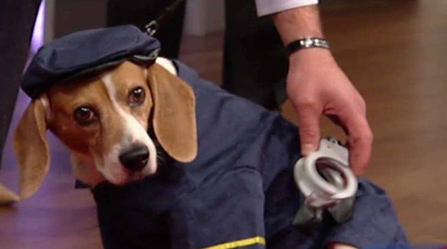 Puppy parade of Halloween costumes