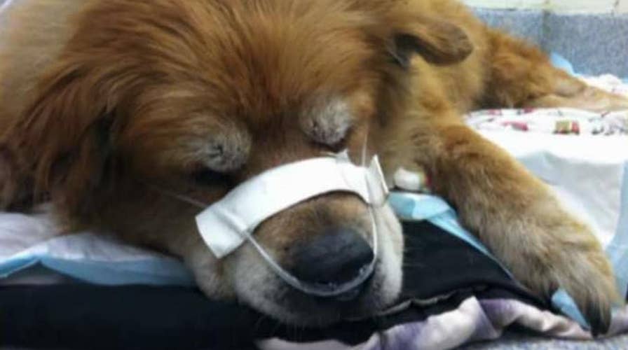 Four-legged hero uses its body to shield owner from fire