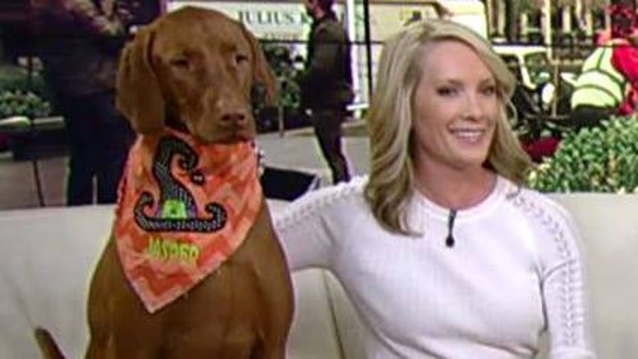 dana perino jasper puppy