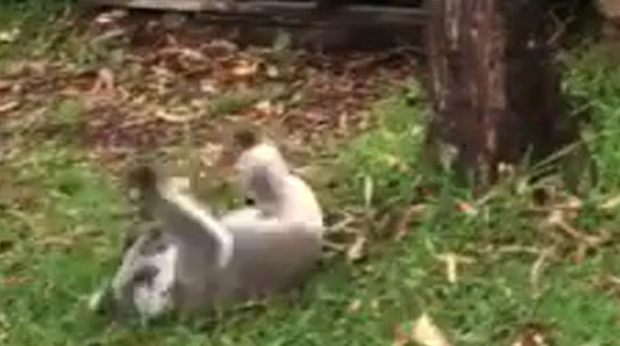 That'll leave a mark: Clumsy koala runs head-first into tree