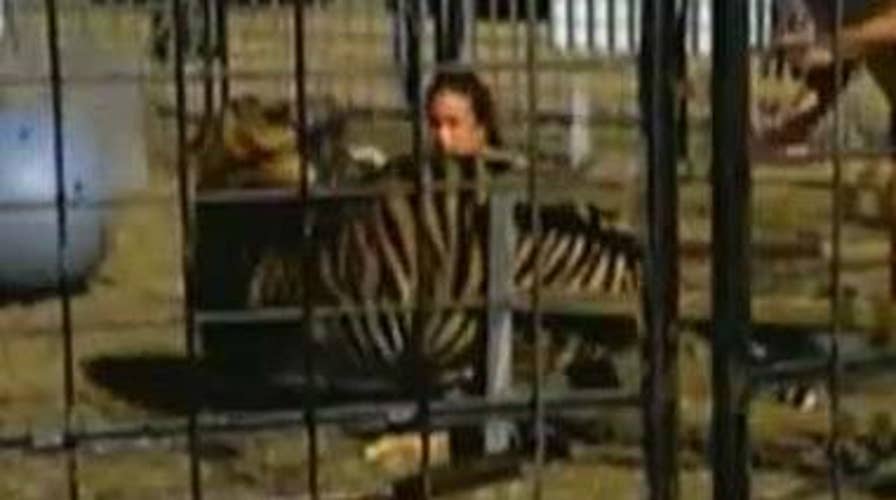 Tiger viciously attacks, drags trainer in front of kids