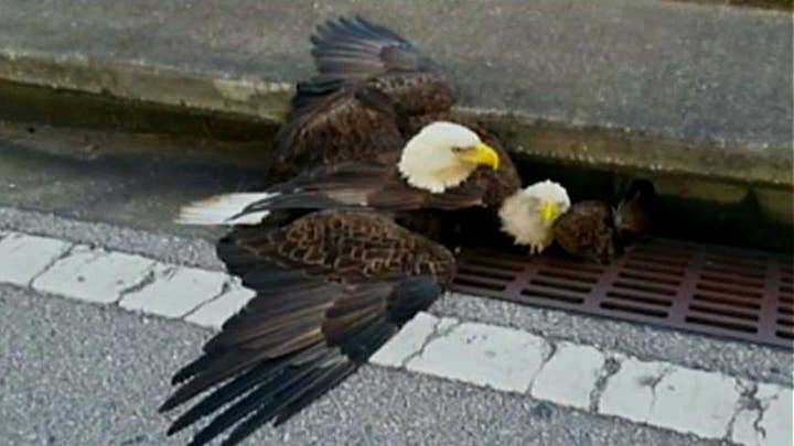 Bald eagle rescued from storm drain