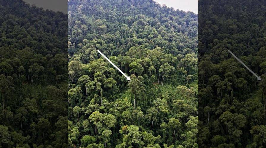 Tallest tropical tree discovered