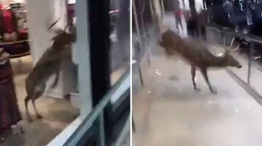 Watch trapped deer break through window to escape store