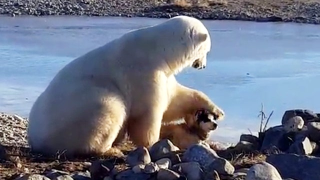 Polar bear pets dog| Latest News Videos | Fox News