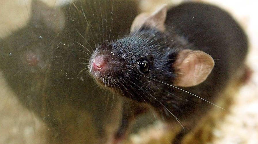 Blood from teenagers used to rejuvenate old mice