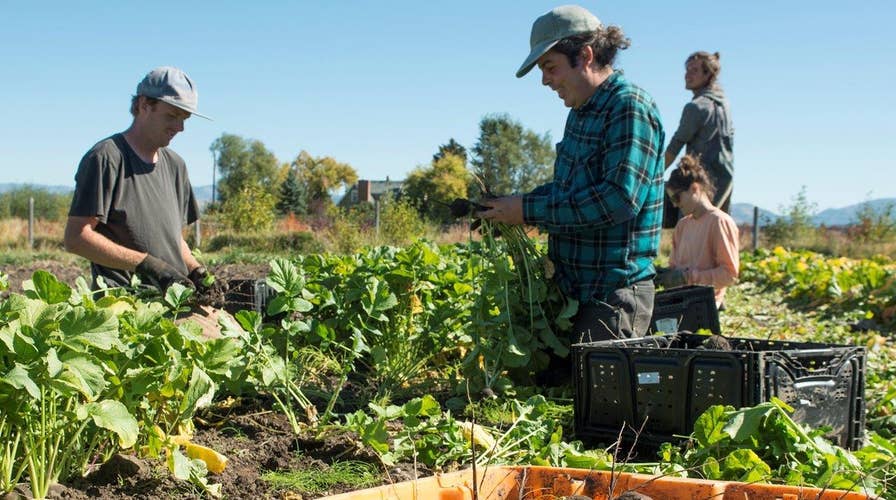 Farmers are going legal when it comes to hiring workers