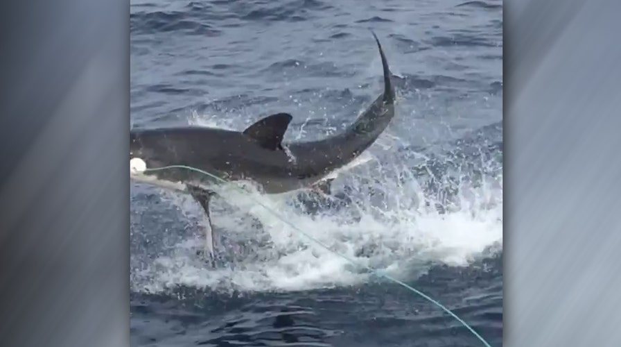 Shark leaps from water shocking tourists