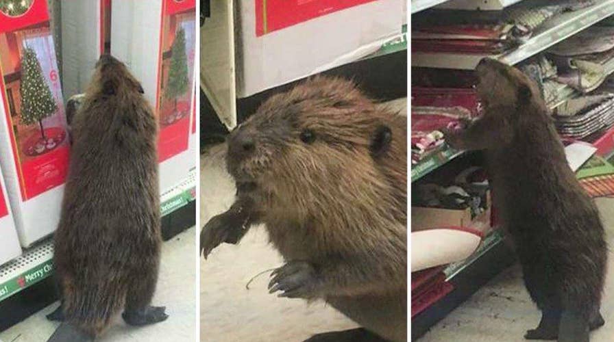 Beaver wreaks havoc at dollar store
