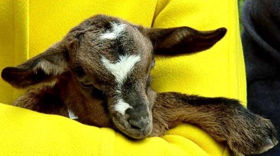 How a goat is the gift that keeps on giving